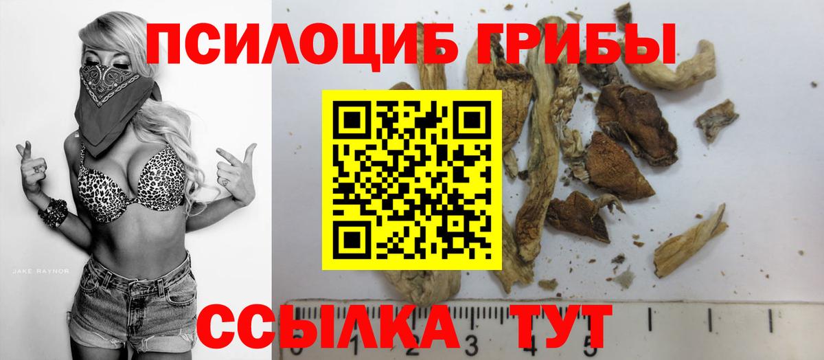Галлюциногенные грибы Psilocybe Надым